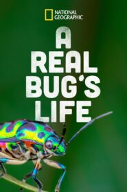 A Real Bug’s Life